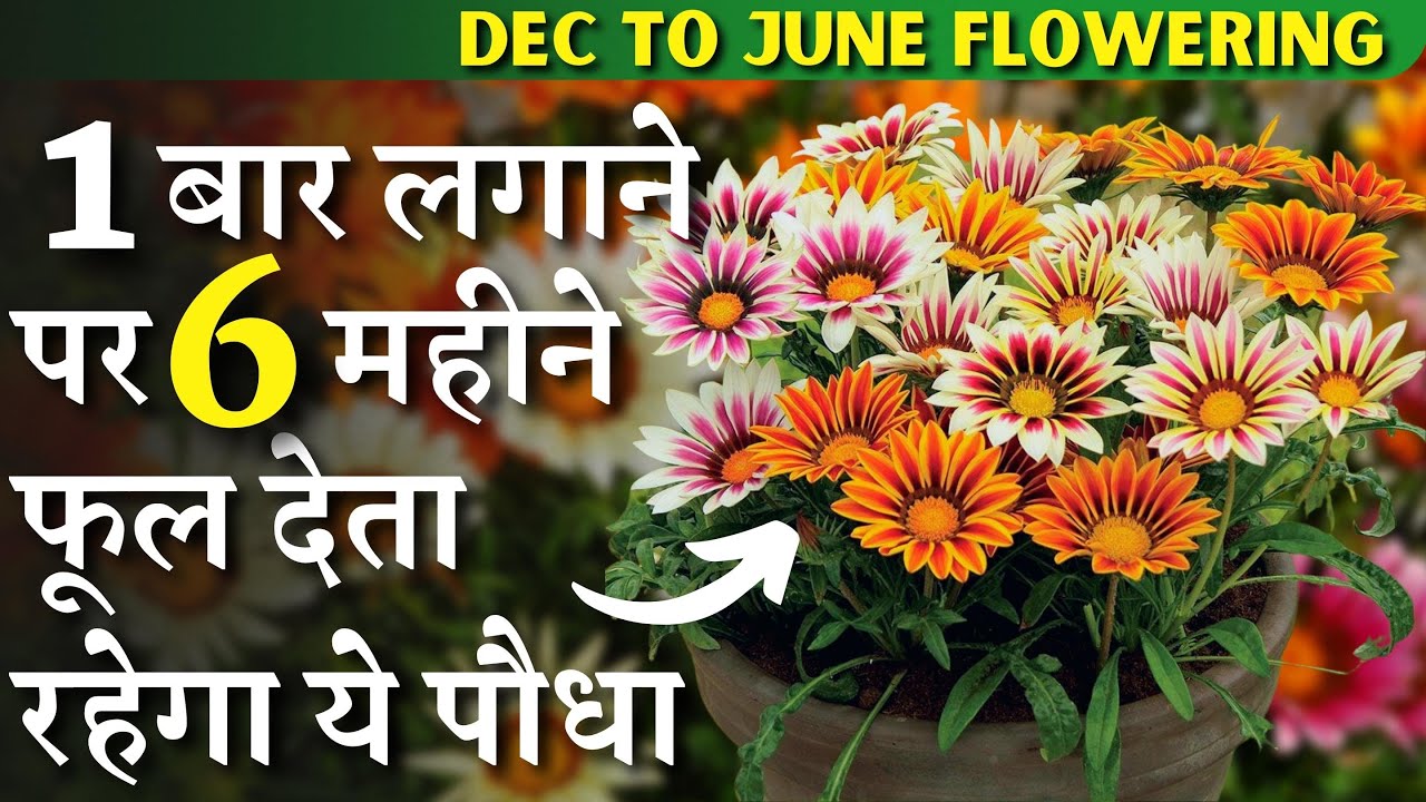 एक बार लगाने पर 6 महीने लगातार फूल देता रहेगा ये पौधा || दिसंबर से जून फूलों से भरा रहेगा गमला