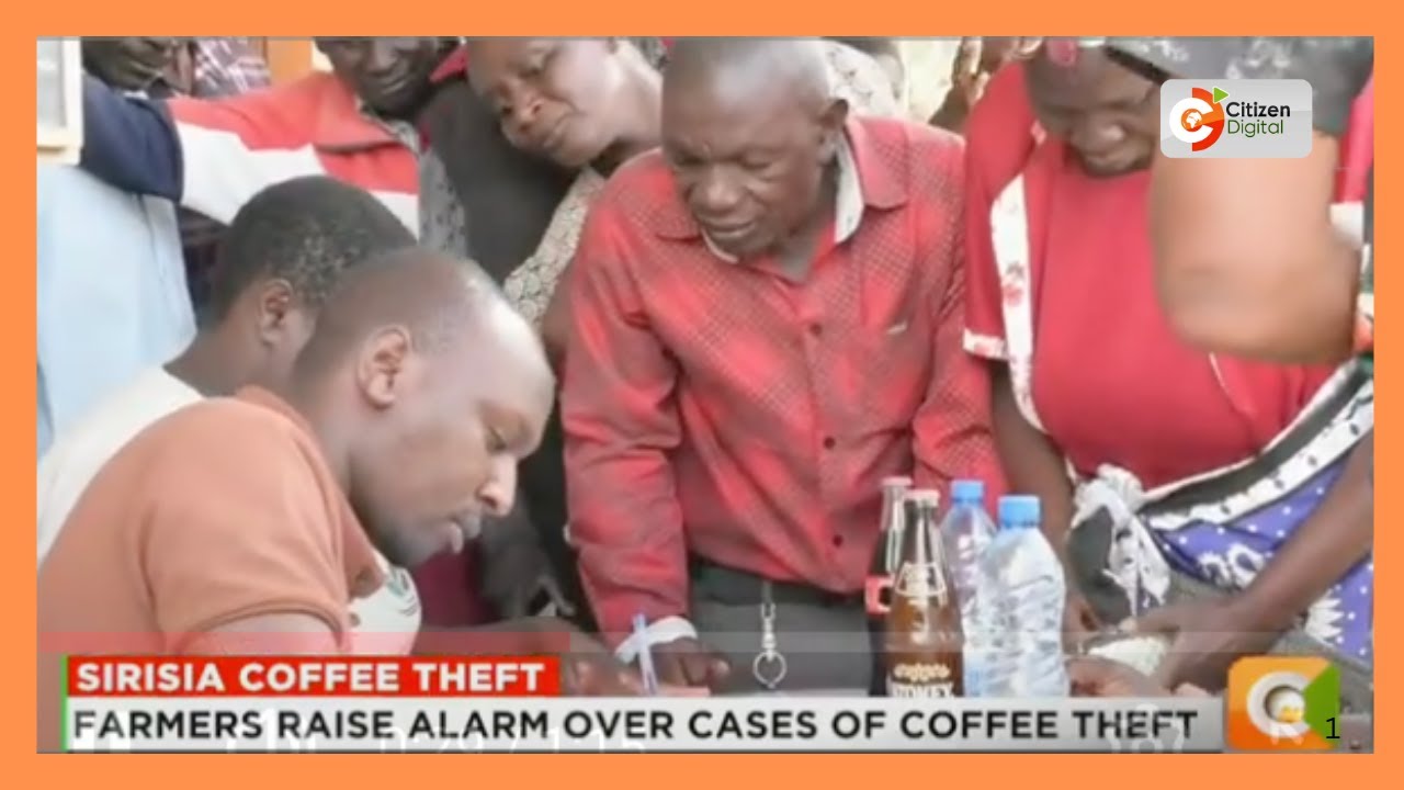 Sirisia farmers raise alarm over rising coffee thefts