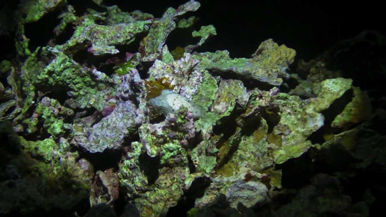 Philippines Diving Moalboal December 2011 1080p.mov