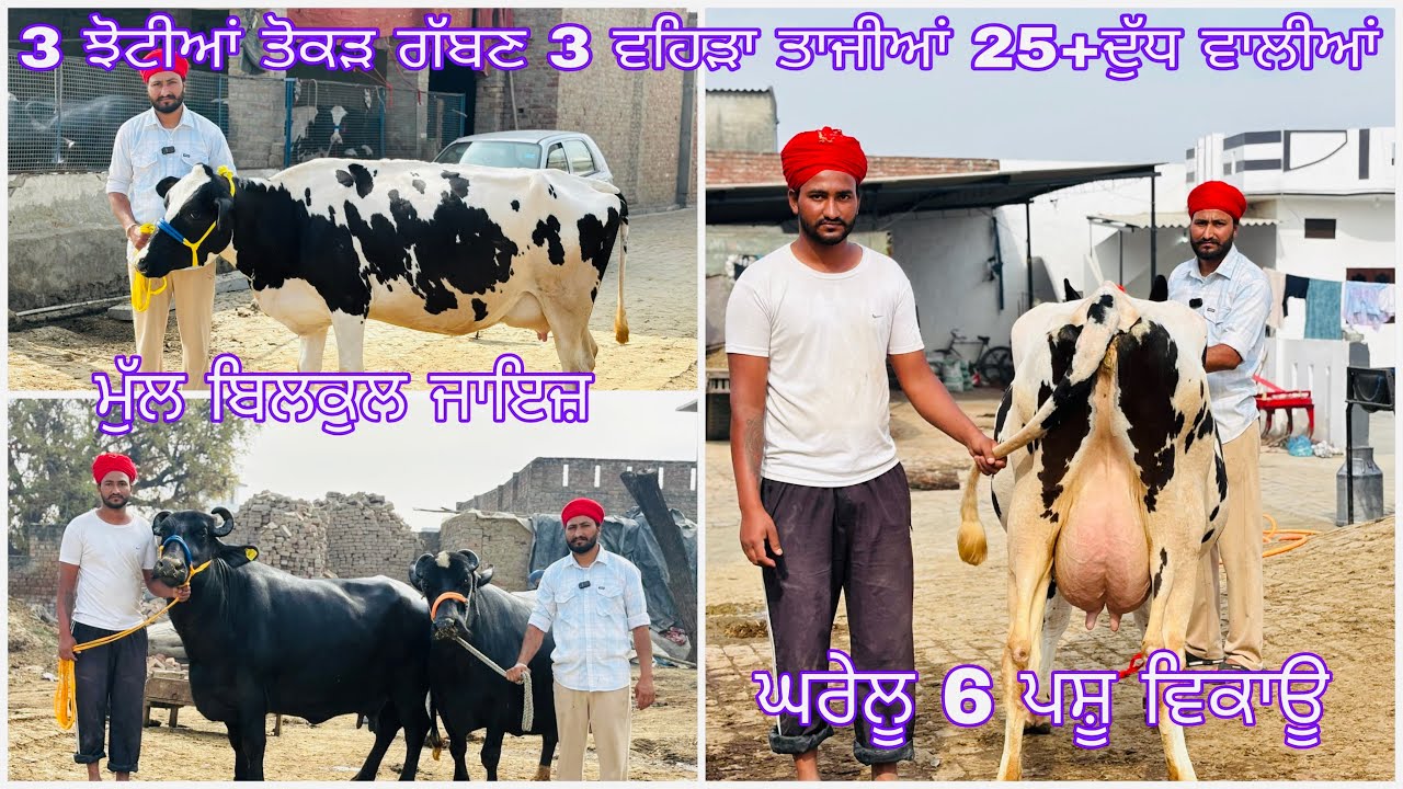 14/03/2026ਘਰੇਲੂ 6 ਪਸ਼ੂ ਵਿਕਾਊ 3 ਝੋਟੀਆਂ ਤੋਕੜ ਗੱਬਣ 3 ਵਹਿੜਾ ਤਾਜੀਆਂ 25+ਦੁੱਧ ਵਾਲੀਆਂ 7837431711