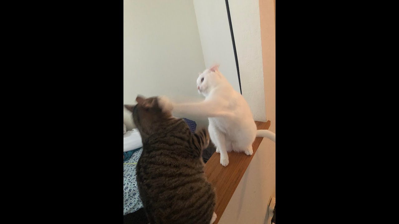 Cats Who Slap PART 2! (A Compilation)