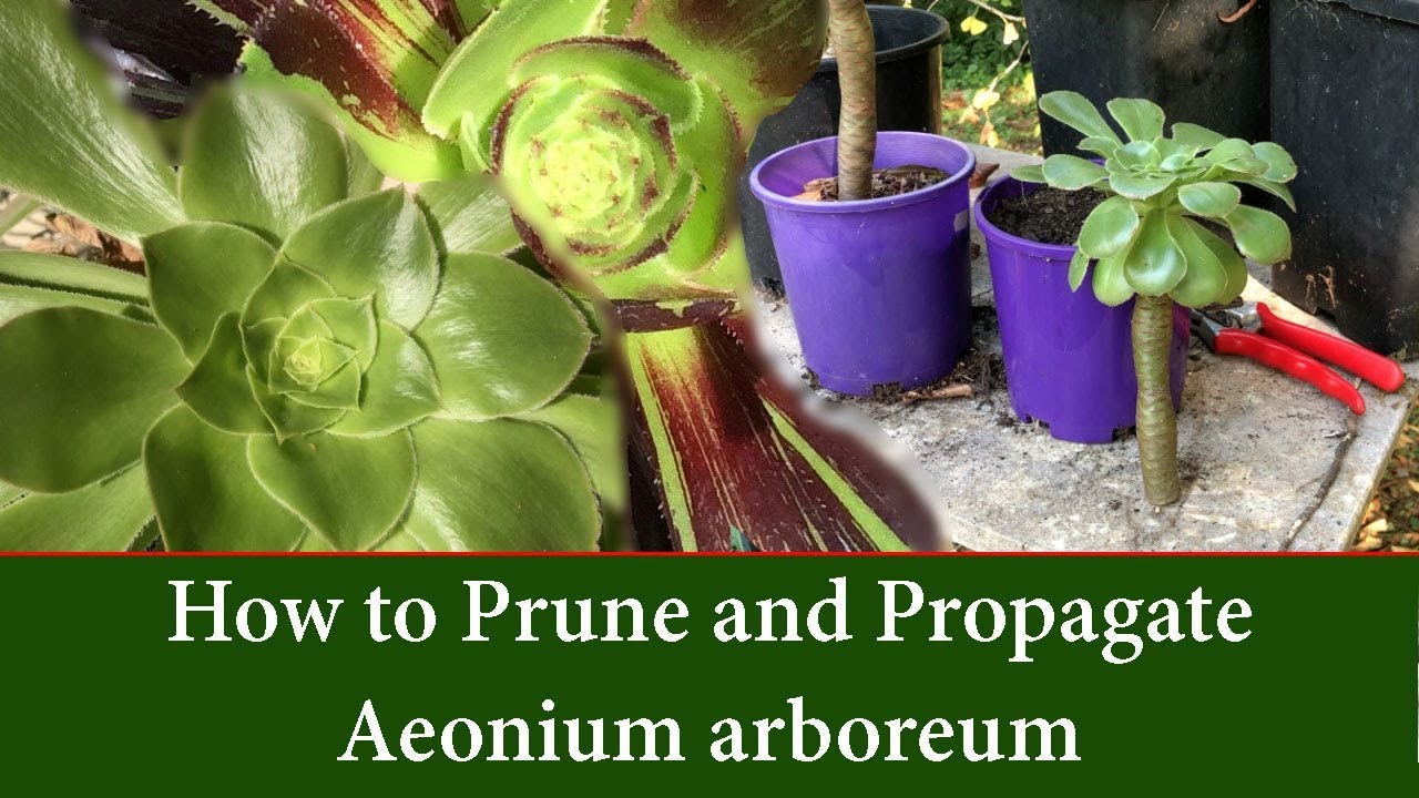 How to Prune and Take Cuttings of Aeonium arboreum - The Tree Aeonium