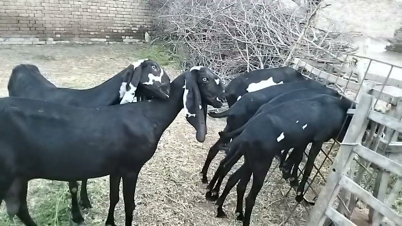 Beetle God ka shock
