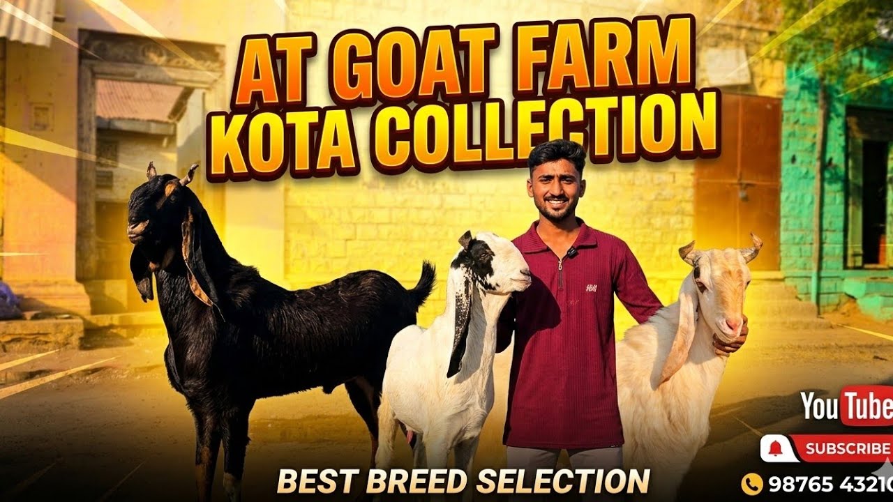 Top Most Kota Collection 2026 Qurbani Special | AT Goat Farm Solapur.