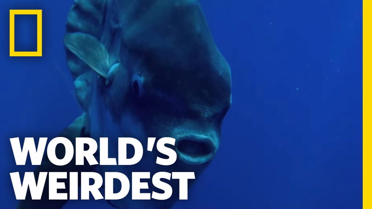 Seagulls Help Sunfish | World's Weirdest