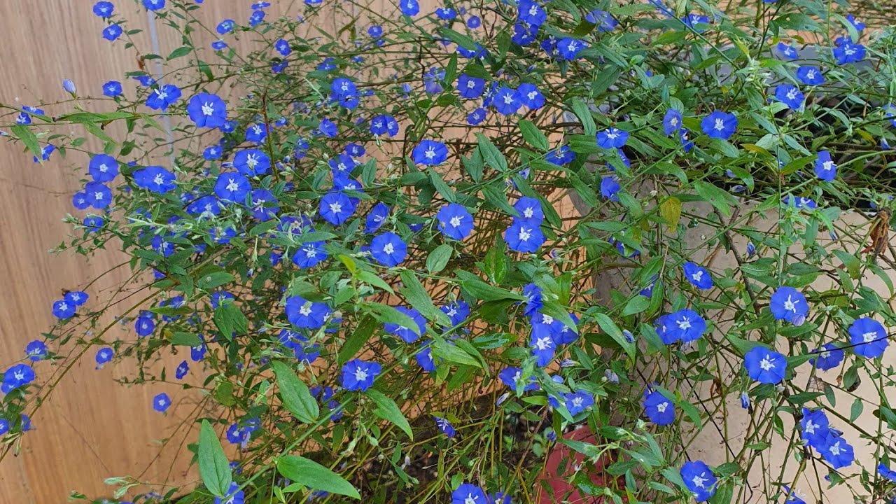 CONHEÇA A FLOR AZULZINHA E SAIBA COMO CULTIVAR E FAZER MUDAS EM SUA CASA