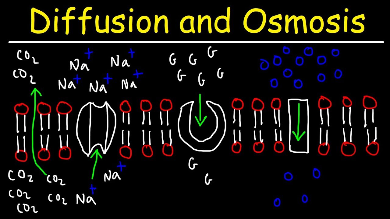 Diffusion and Osmosis - Passive and Active Transport With Facilitated Diffusion