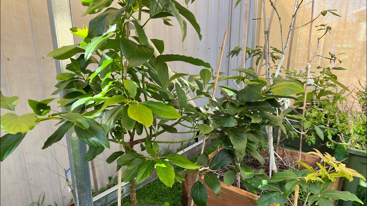 Update my  multi grafted Avocado 🥑, sharwill and choqutte tree🤩🥑