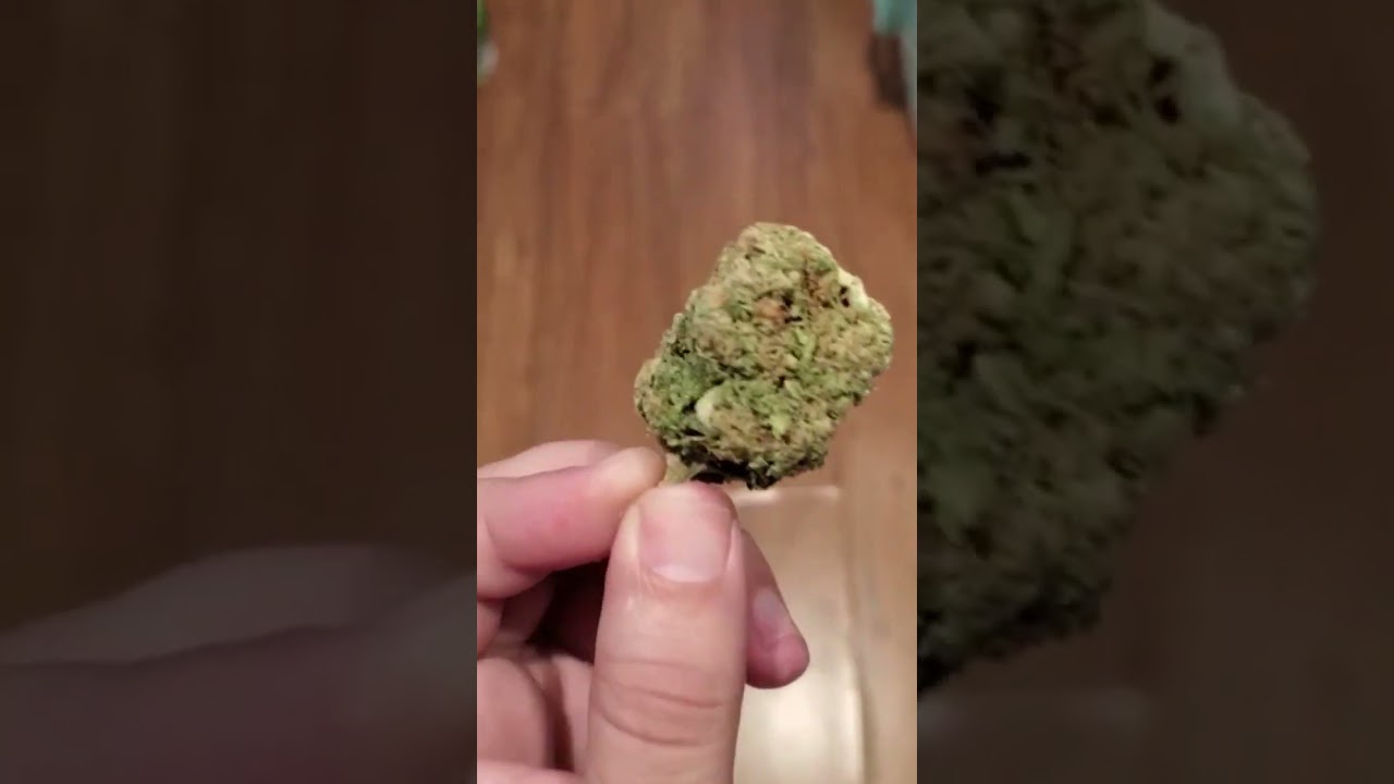 OG Kush ready to be trim,   lot more fun to come!
