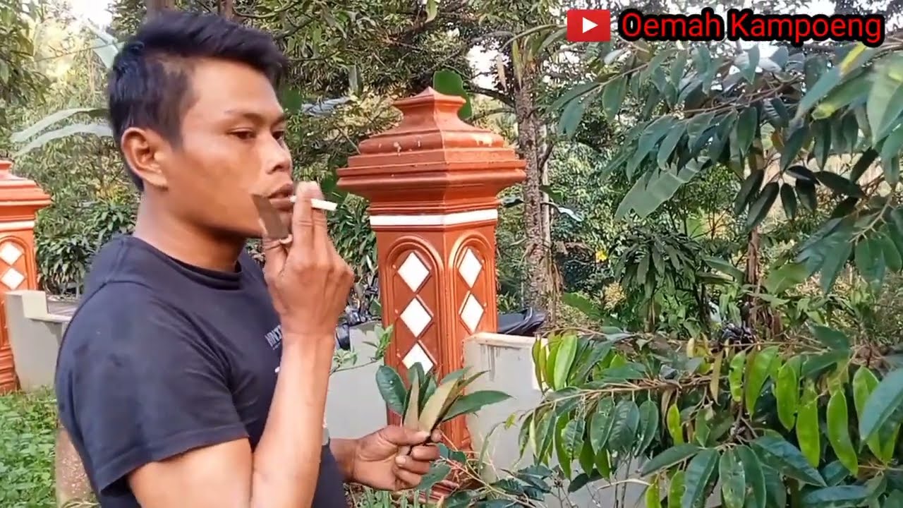 Pantesan cepat besar dan panen, teryata ini caranya!!! Teknik OKULASI Durian MONTONG