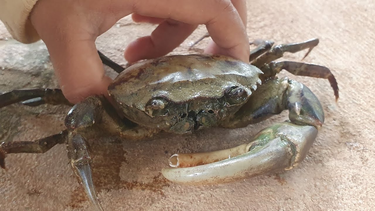 How to catch the crabs #easywaytocatchthecrab