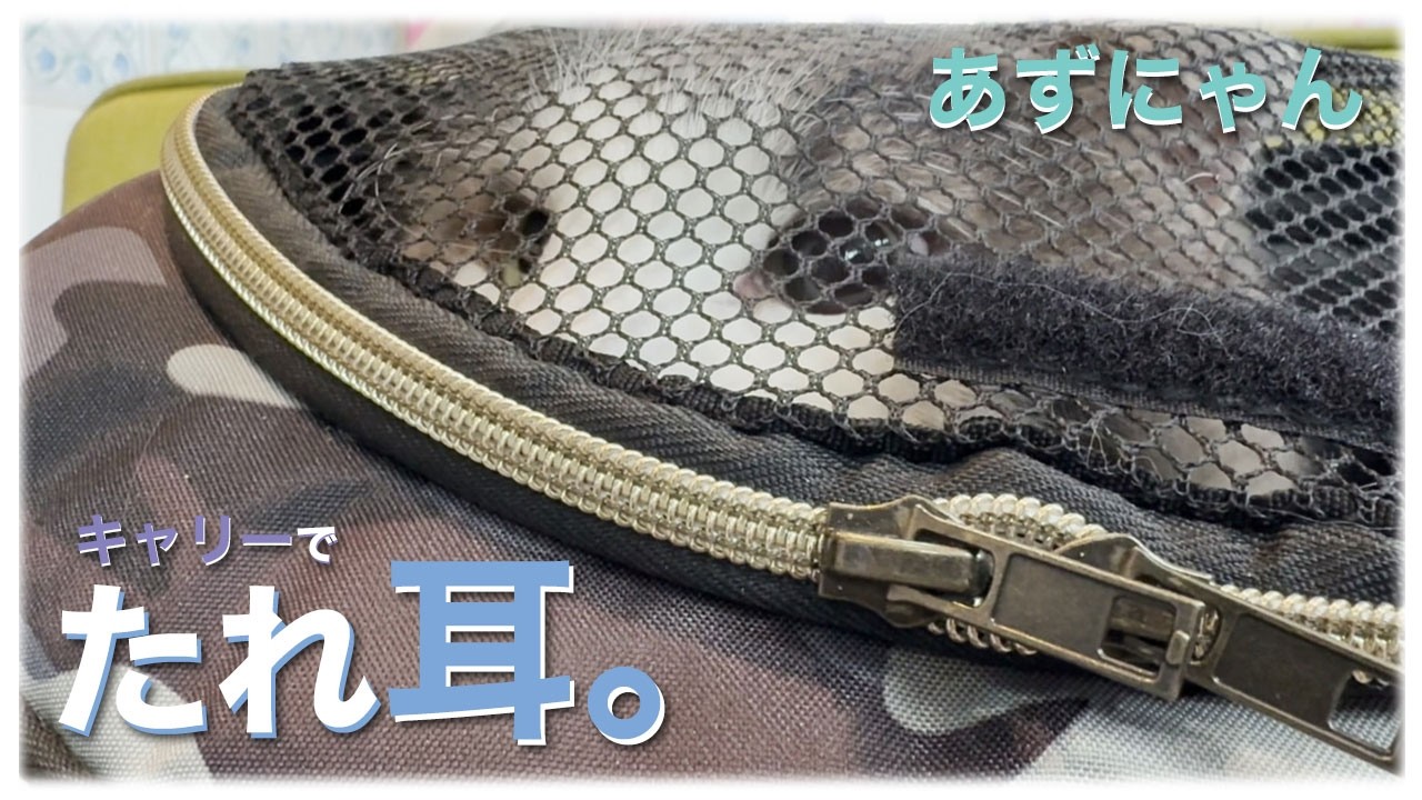 あずにゃん、💼キャリーで🏥病院に🚗💨　🐱お耳がたれ耳になってますよ‼️【猫　サイベリアン　あずき】[vol.246]