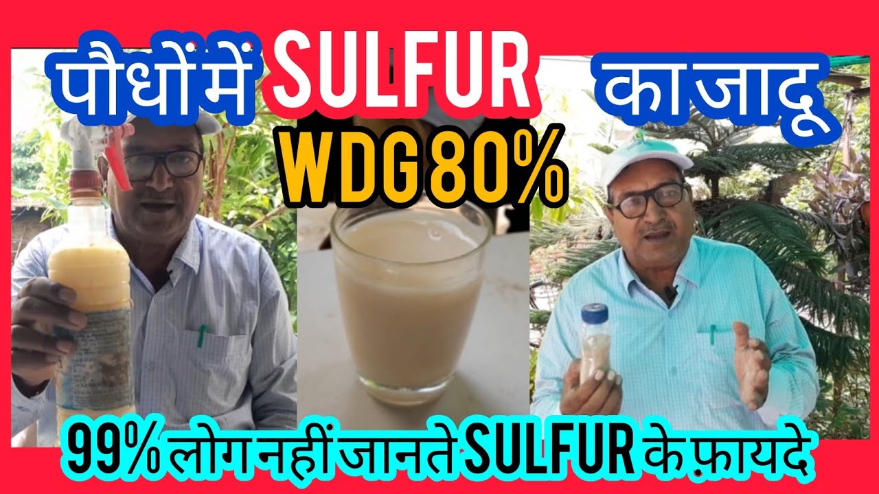 Unlocking the Power of Sulfur WDG 80 Fungicide:Benefits & Easy Uses in plants