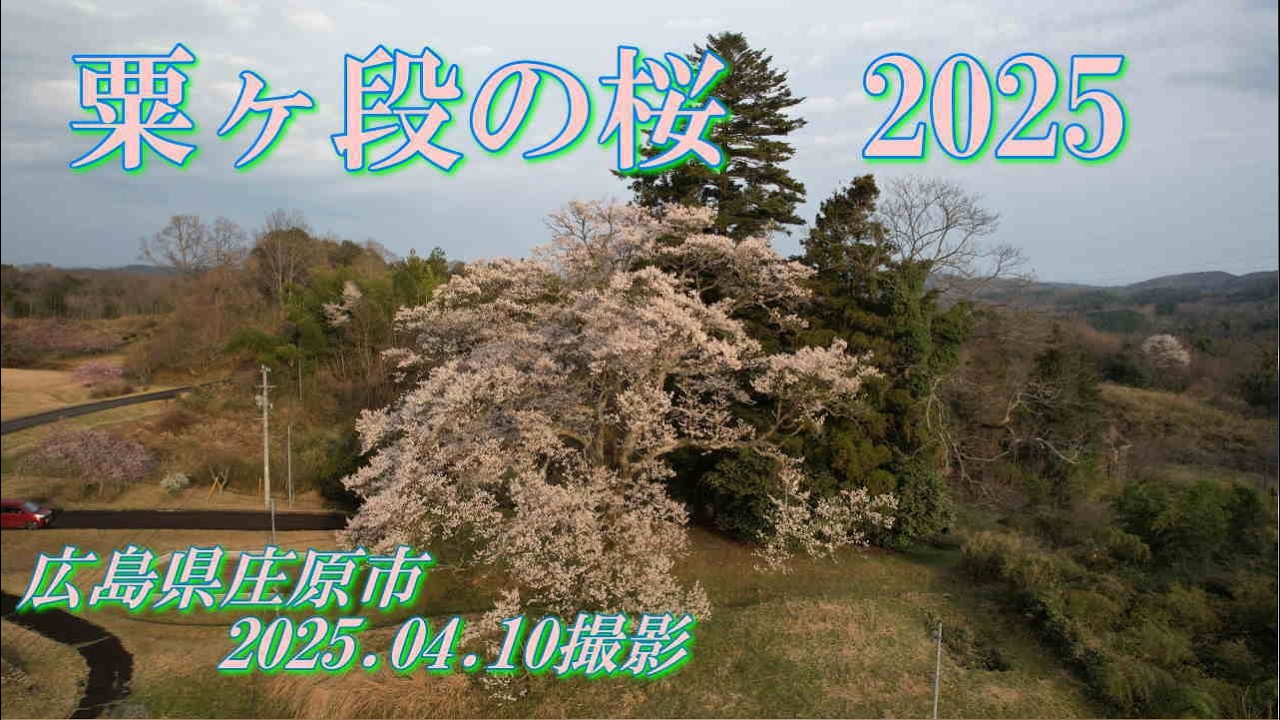 粟ヶ段の桜2025　2025.04.10撮影