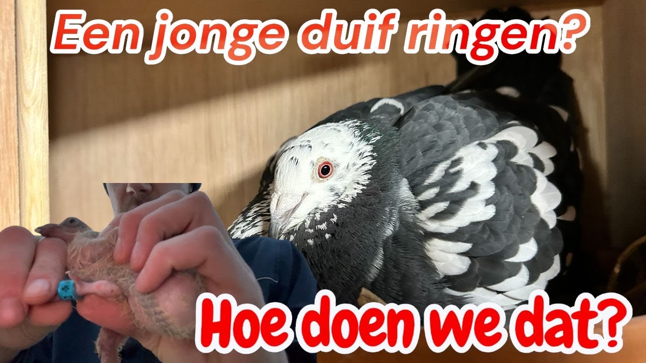 Een jonge duif ringen | Hoe doen we dat? | Kweekseizoen |