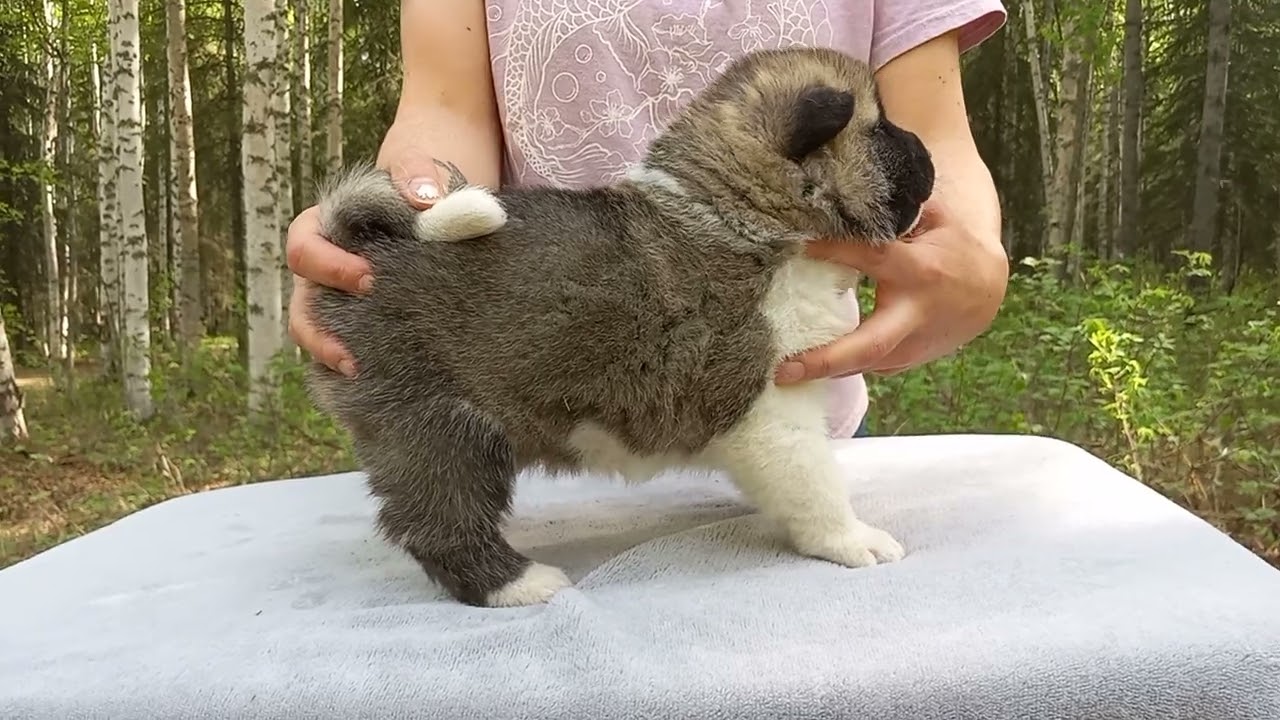 Champion Sired Akita Puppies - 3 weeks old - www.ArcticAkitas.com