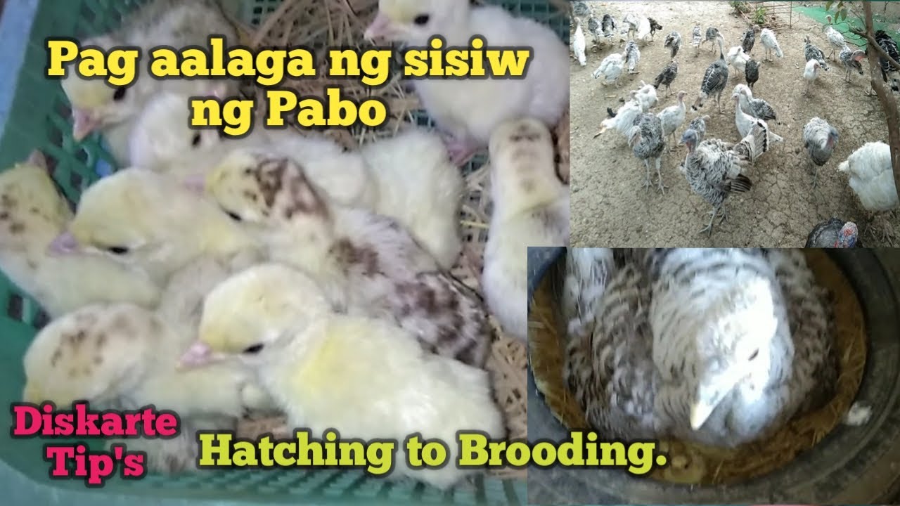 Paano mag alaga ng sisiw ng Pabo / Hatching and brooding turkey / Diskarte tips sa sisiw ng Pabo.