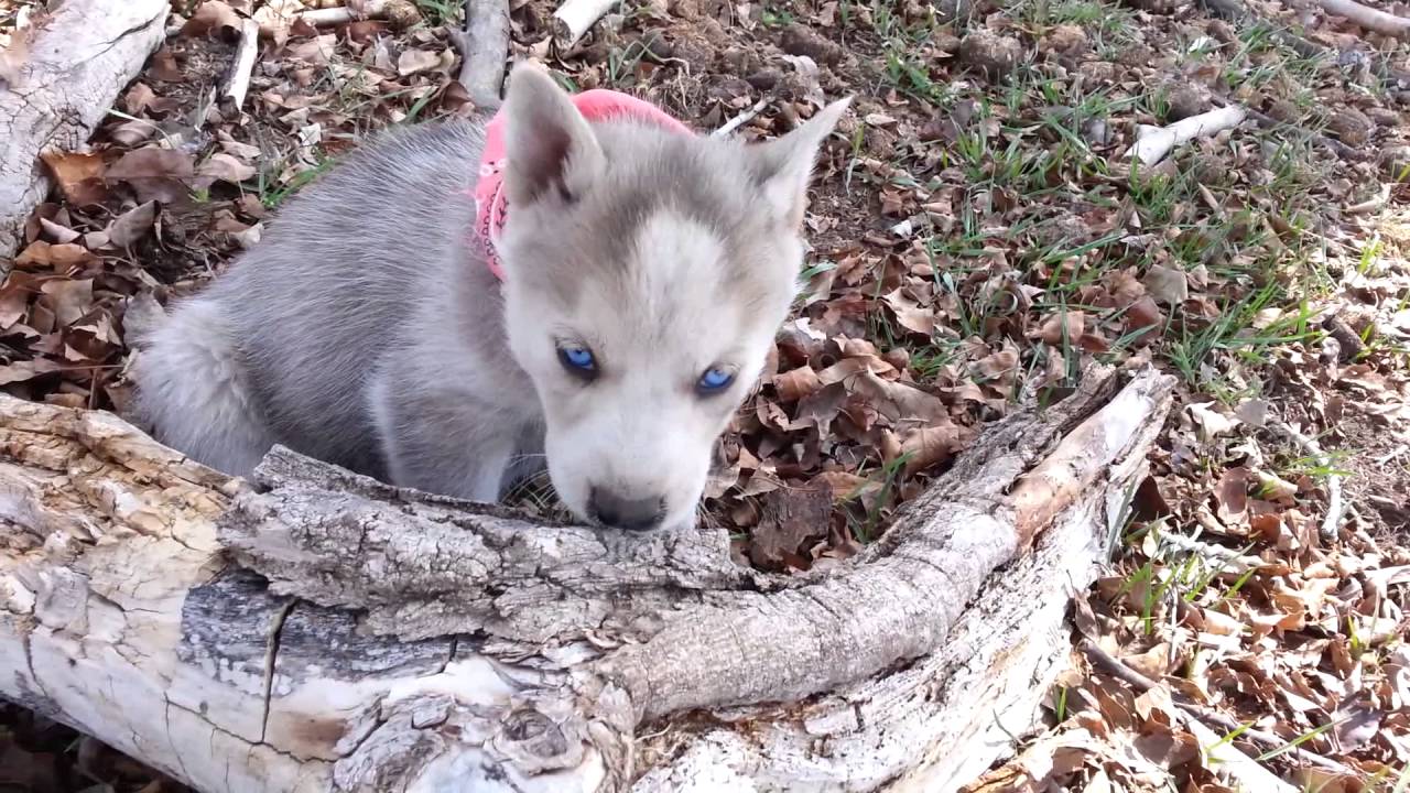 Pomsky girls