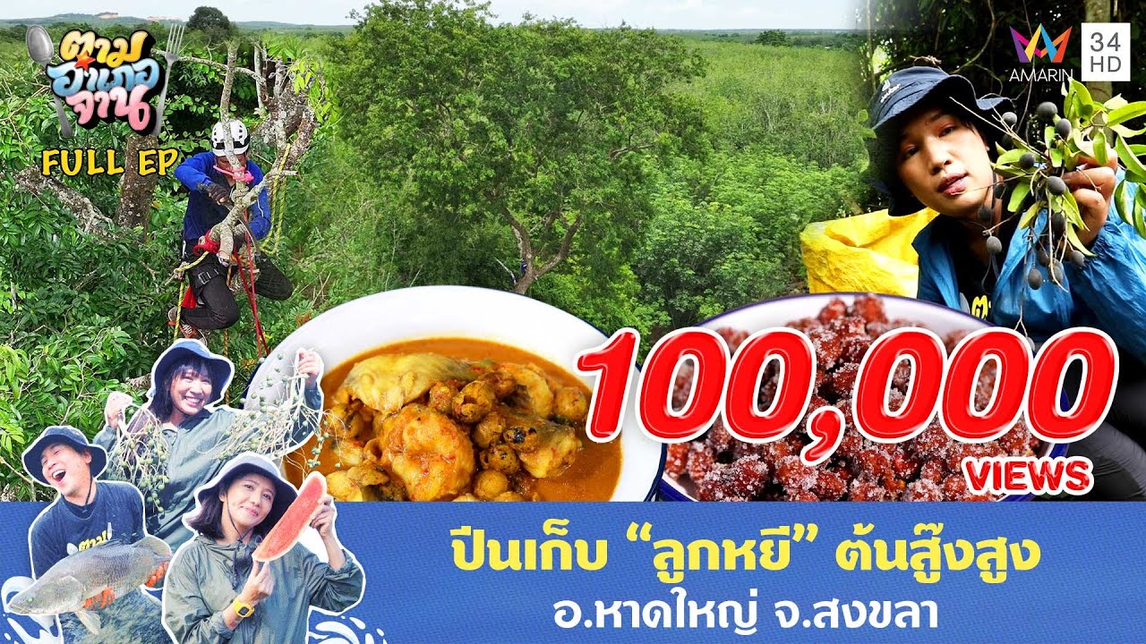 ปีนเก็บ “ลูกหยี” ต้นสู๊งสูง อ.หาดใหญ่ จ.สงขลา | ตามอำเภอจาน | 7 ม.ค. 68 Full EP