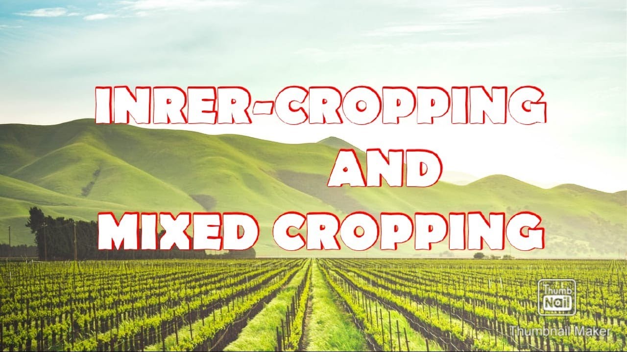 What is inter cropping and mixed cropping ?