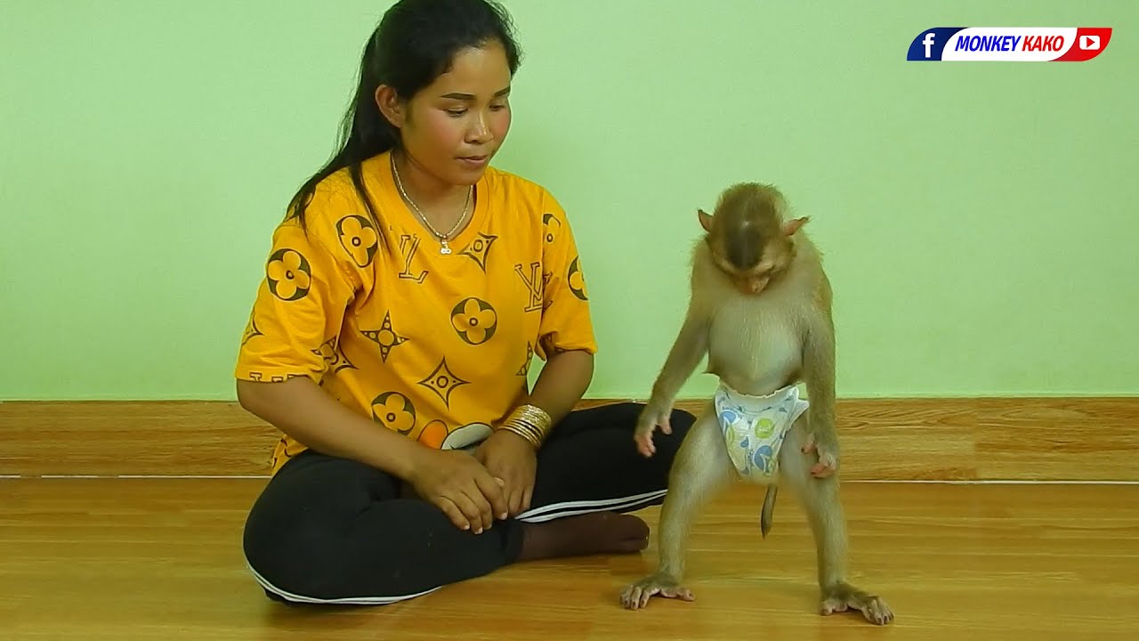 Obedient Monkey Kako Standing And Playing With Mom On Floor