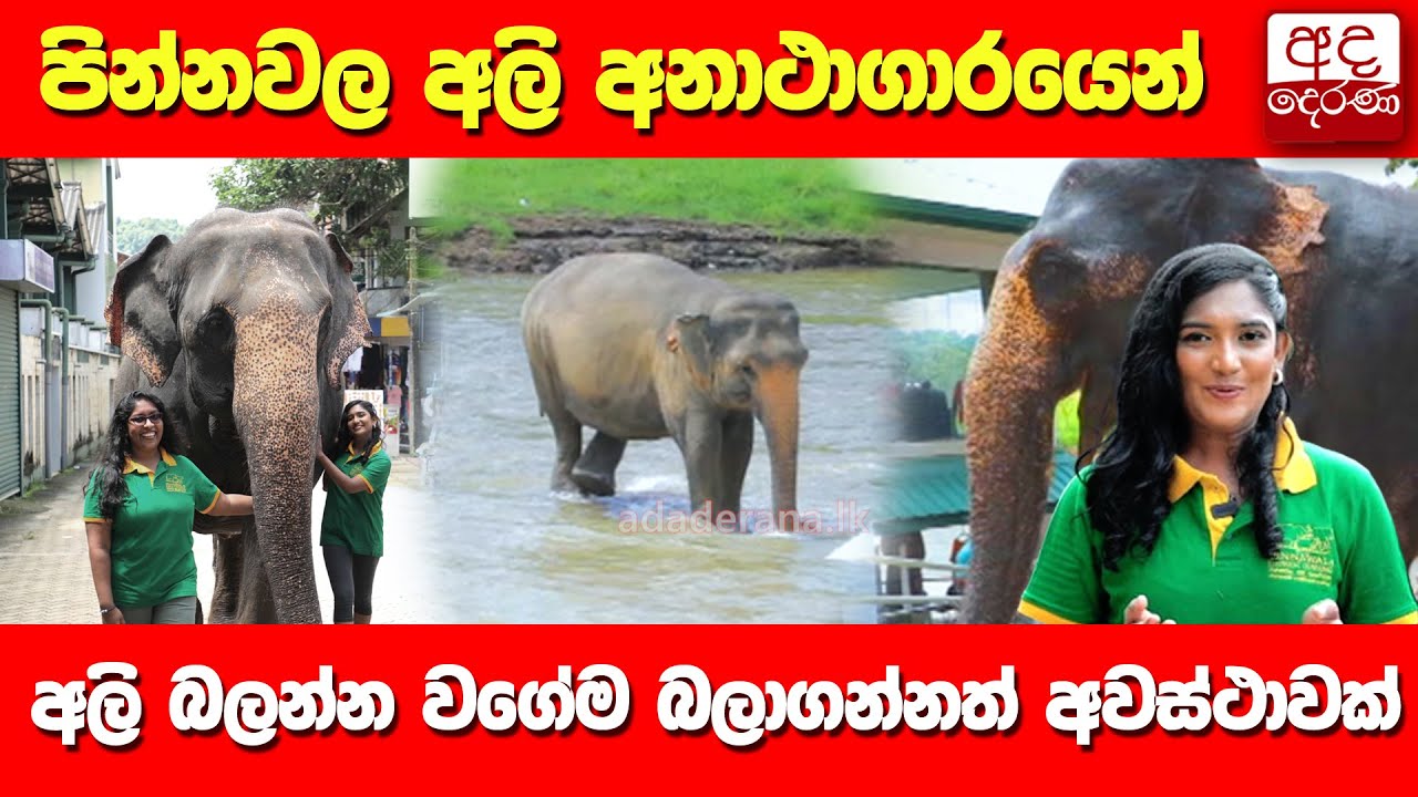 පින්නවල අලි අනාථාගාර‍යෙන්...අලි බලන්න වගේම බලාගන්නත් අවස්ථාවක්...