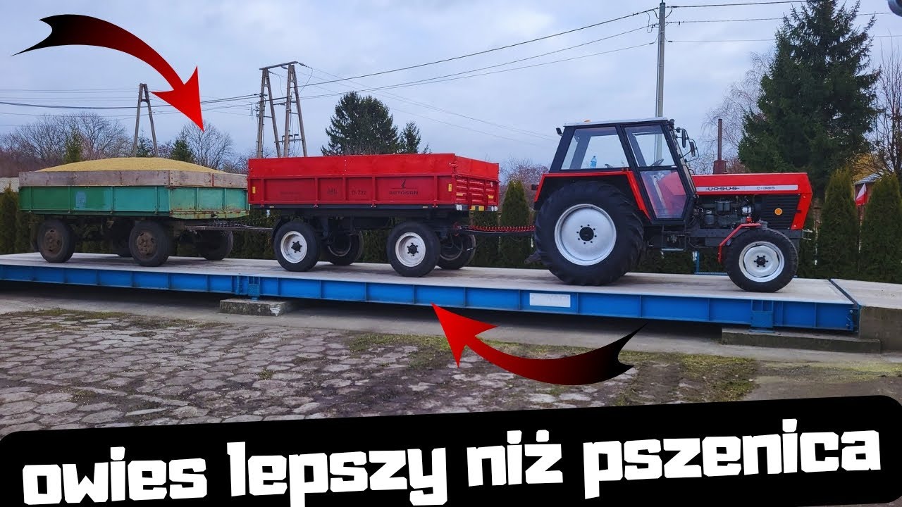 Owies Bardziej Opłacalny niż Pszenica??? Ursus C 385 w Transporcie z Dwoma Przyczepami