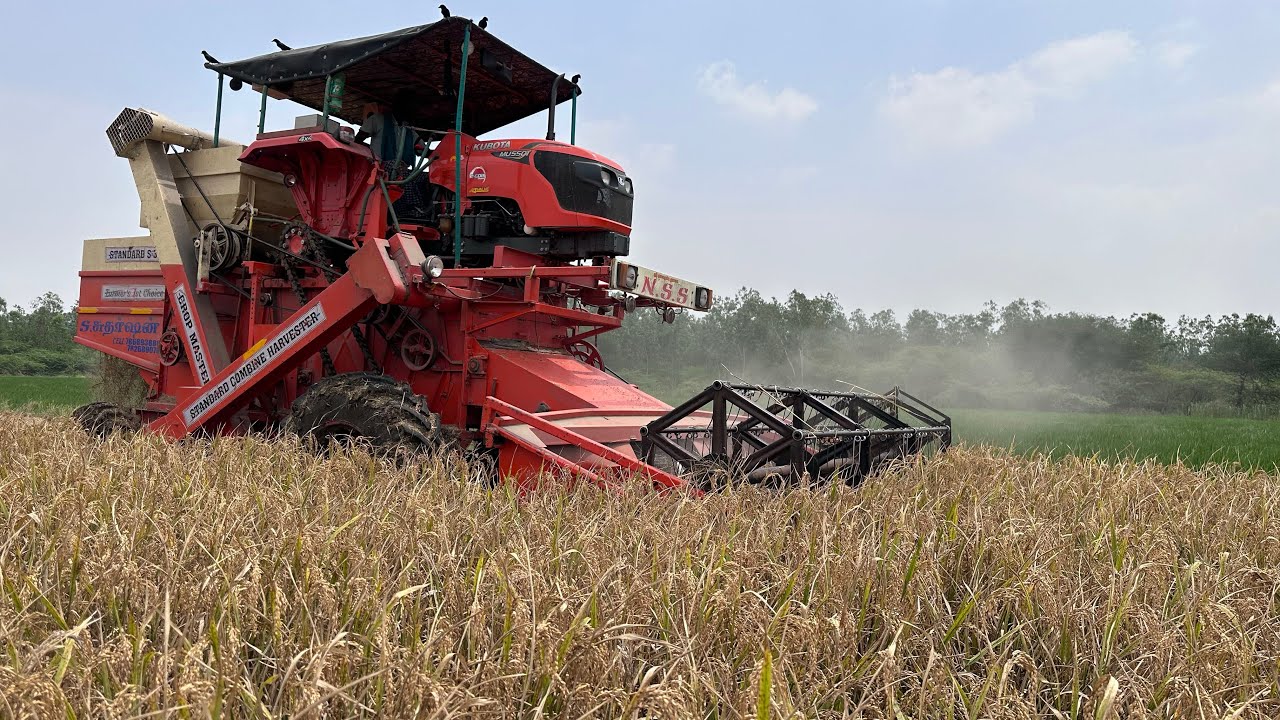 KUBOTA MU5501 4WD || STANDARD S -390 HARVESTER WORKING ON FIELD