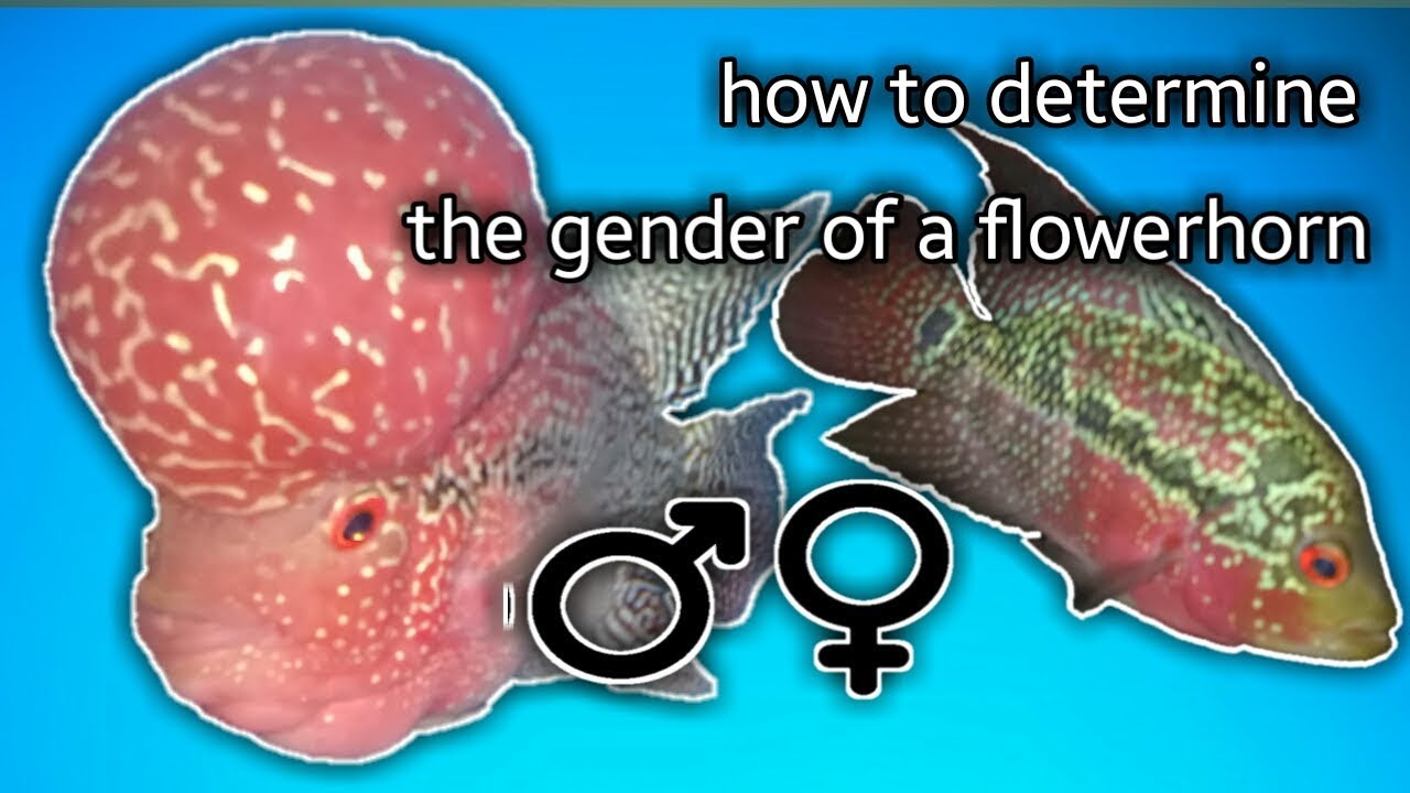 FLOWERHORN keeping tips | how to determine their GENDER (tagalog w/ english sub) - hendrix backyard