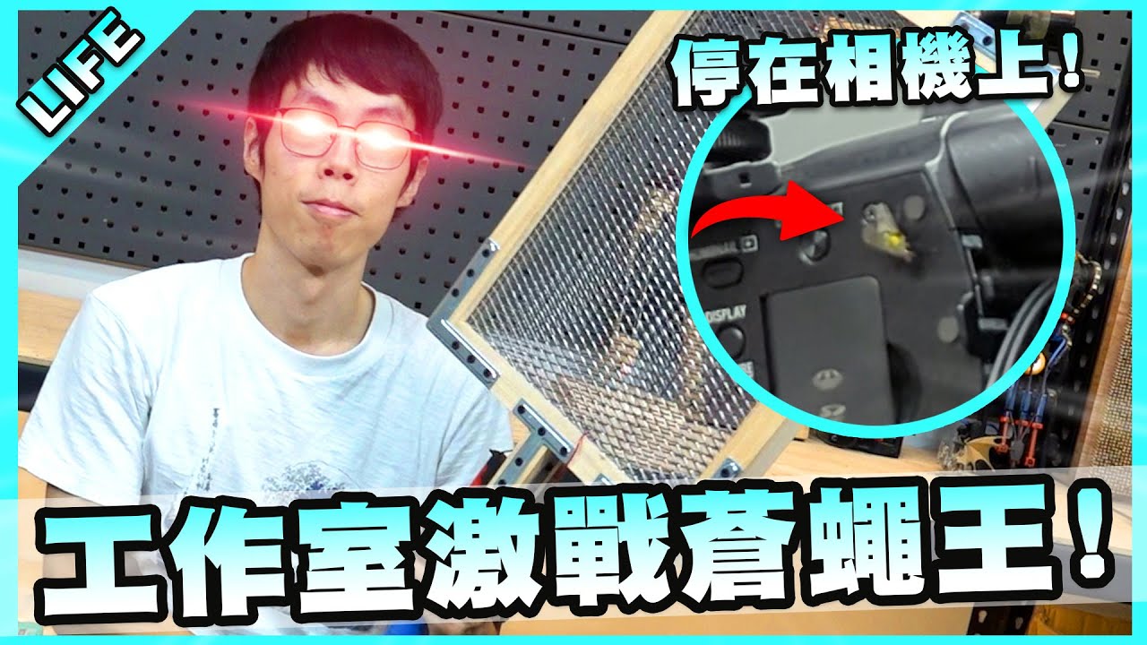 工作室激戰金色蒼蠅王！停在攝影機上以為我打不下去嗎？【胡子Life】