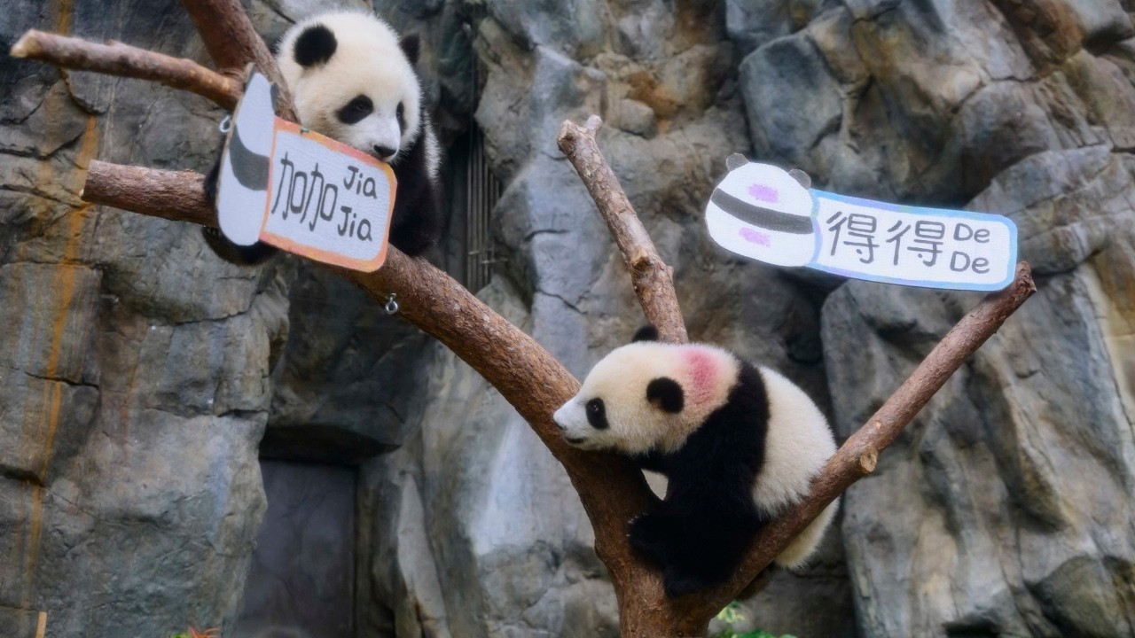 Meet Jia Jia & De De: Hong Kong’s Beloved Panda Twins Are Named!