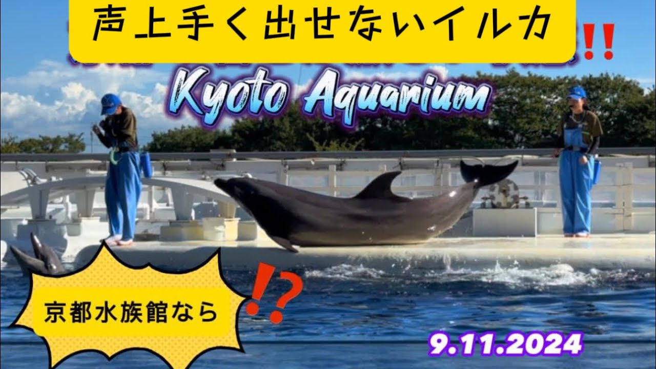 【京都水族館2024•夏】9/11イルカショーパフォーマンス‼️Foreigner’s Tourist Amazed‼️Dolphin Show in KYOTO JAPAN Aquarium