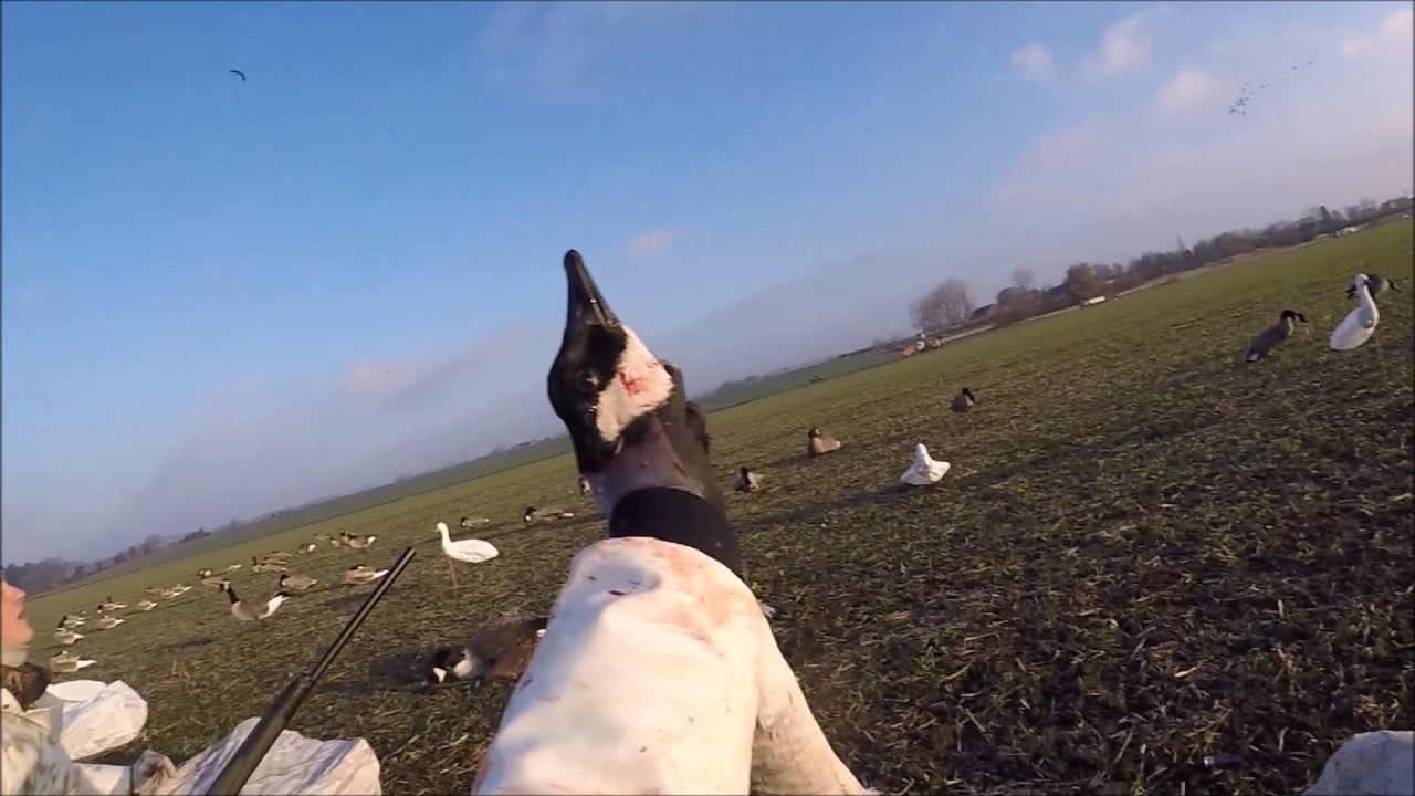 G&aring;se jagt - Sverige/Danmark Geese hunting Sweden/Denmark