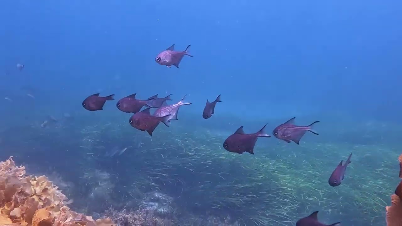 Lassiters Reef 2:1:2026   - Ep