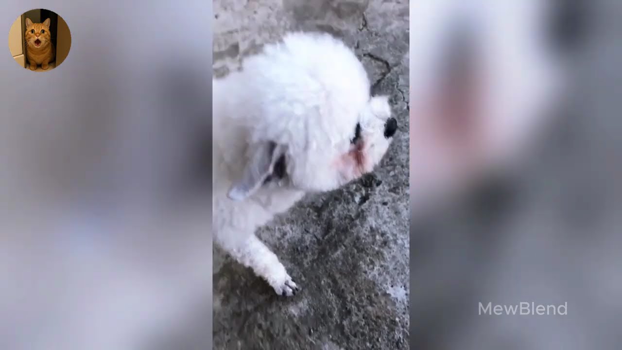Funniest Cats of 2025 😹 You Won’t Stop Laughing! Part 64