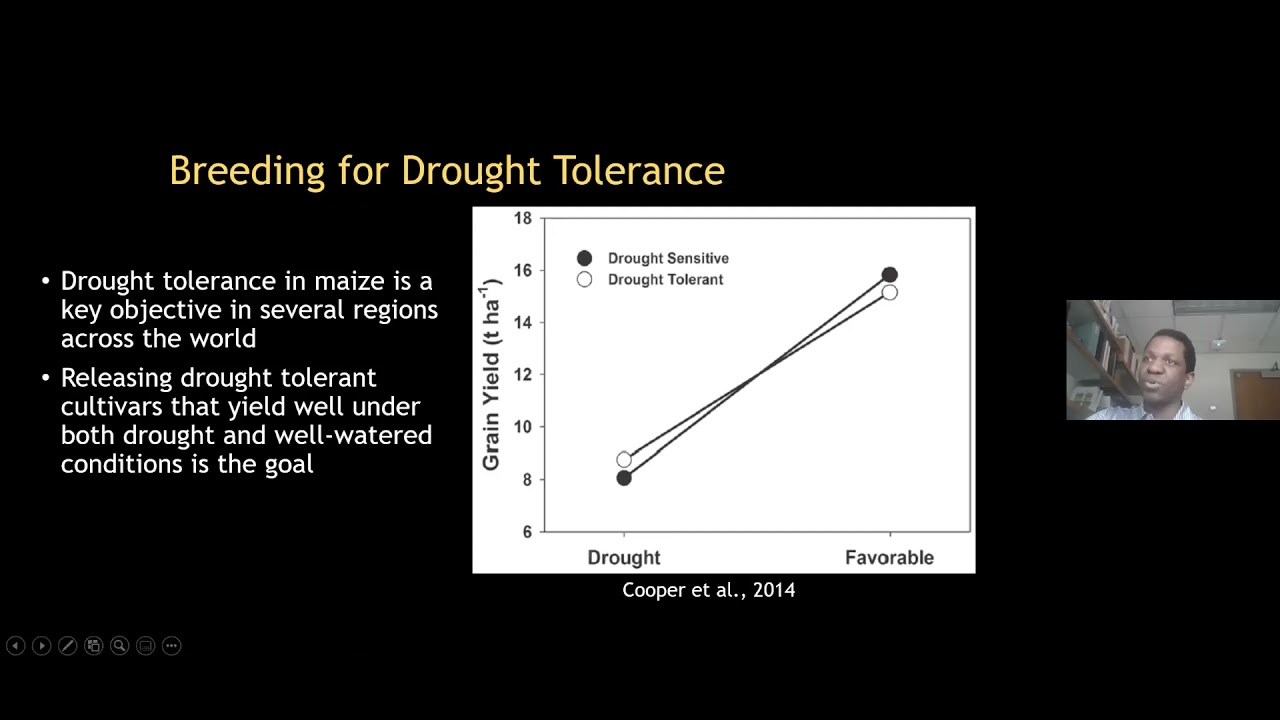 Genetic assessment of maize populations selected for drought tolerance