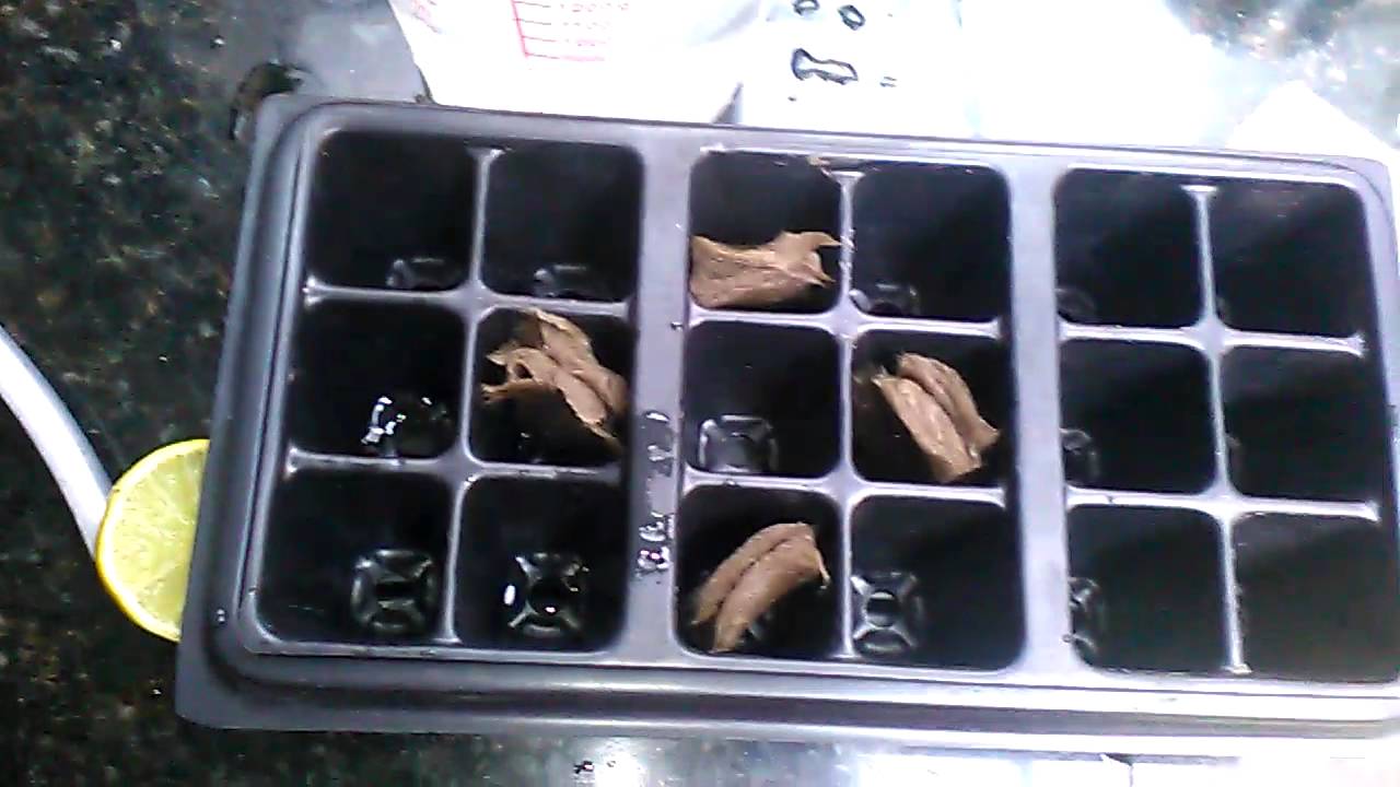 Cultivo hidroponico interior/indoor de cannabis autofloreciente parte4