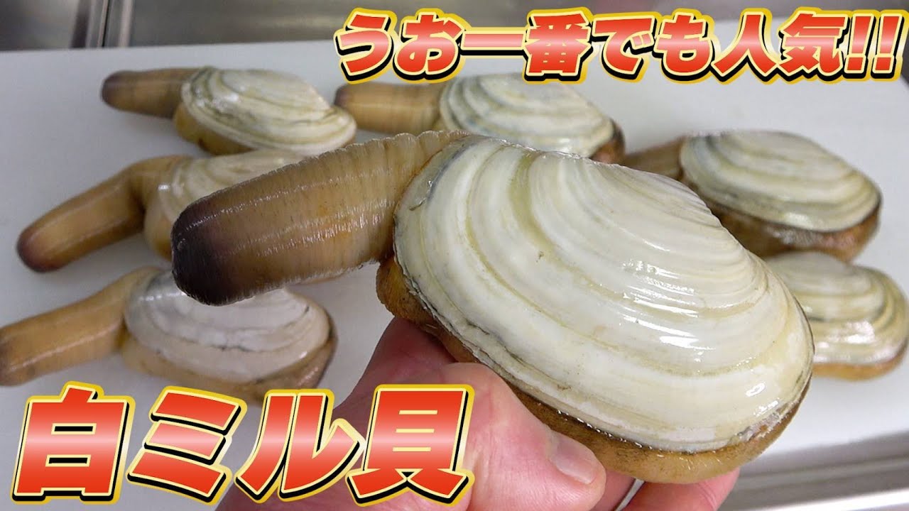うお一番でも人気の”白ミル貝”を使って晩御飯！