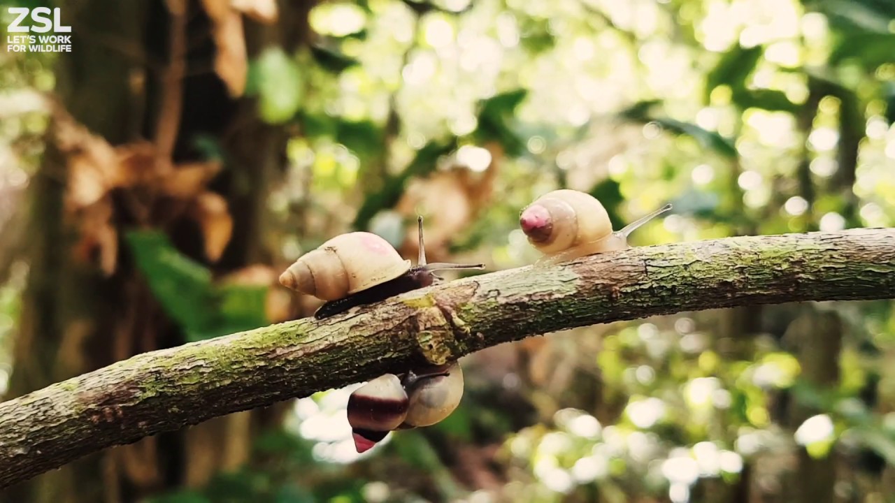 Partula snail species return to the wild after 25 years!