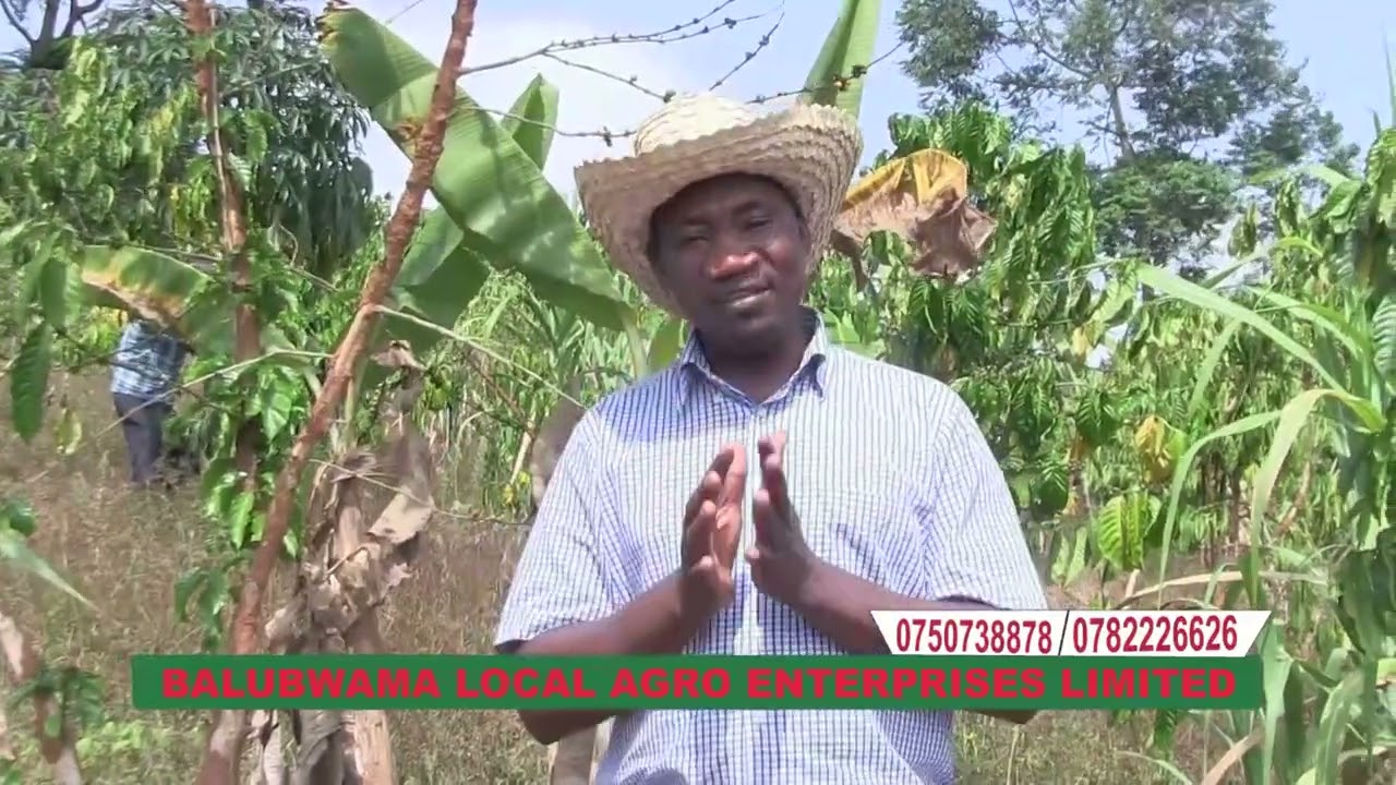 Emwanyi Enkuyege zijimalawo.Balubwaama tuzze okujilongooosa