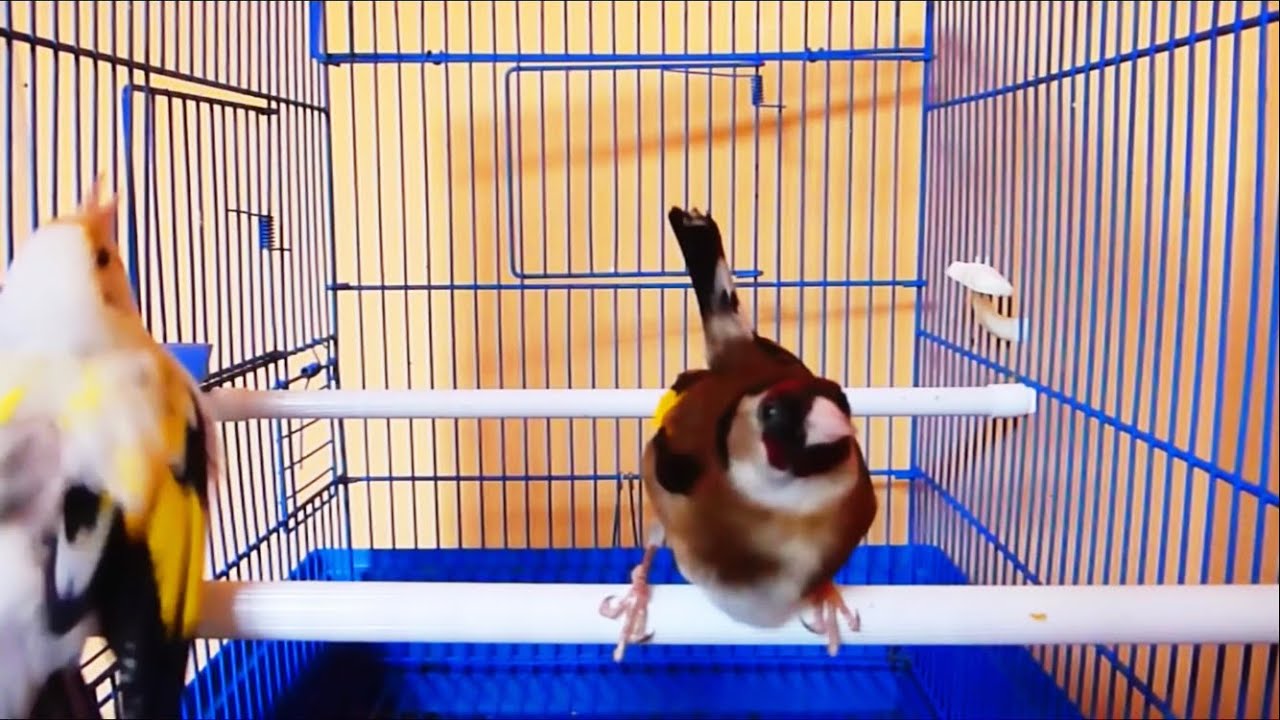 Mating Goldfinches in the cage / Accouplement de chardonneret dans la cage / mating birds