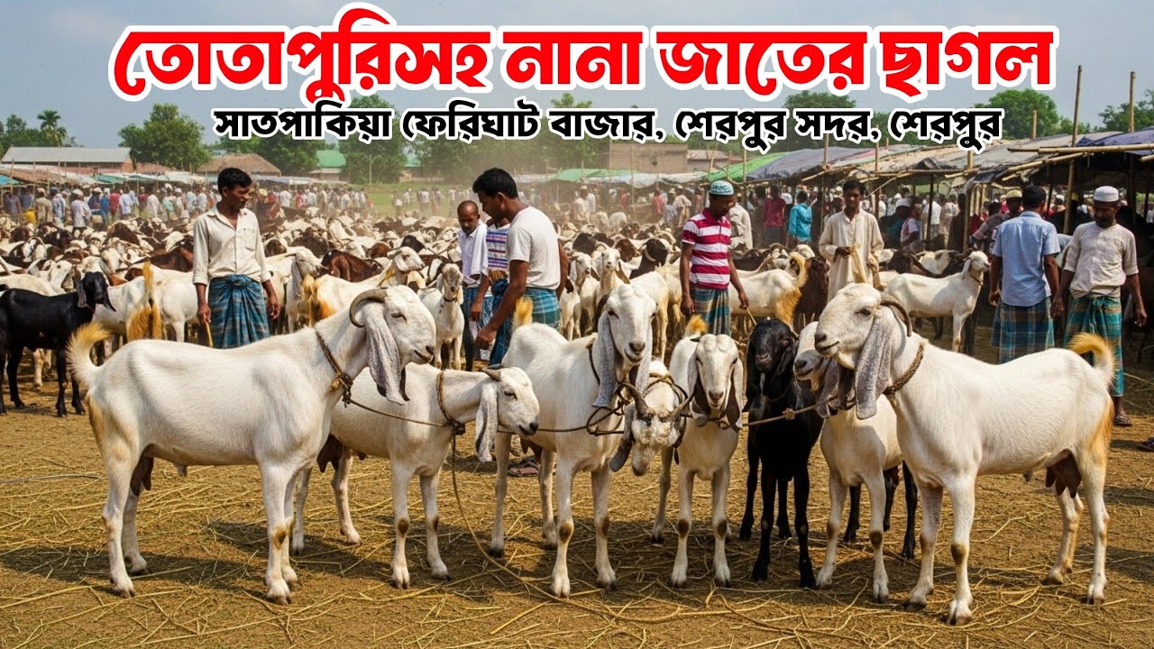 তোতাপুরীসহ পাবেন নানা জাতের ছাগল | বিশাল গ্রামীণ ছাগলের হাট | Ferighat Bazar, Sherpur Sadar, Sherpur