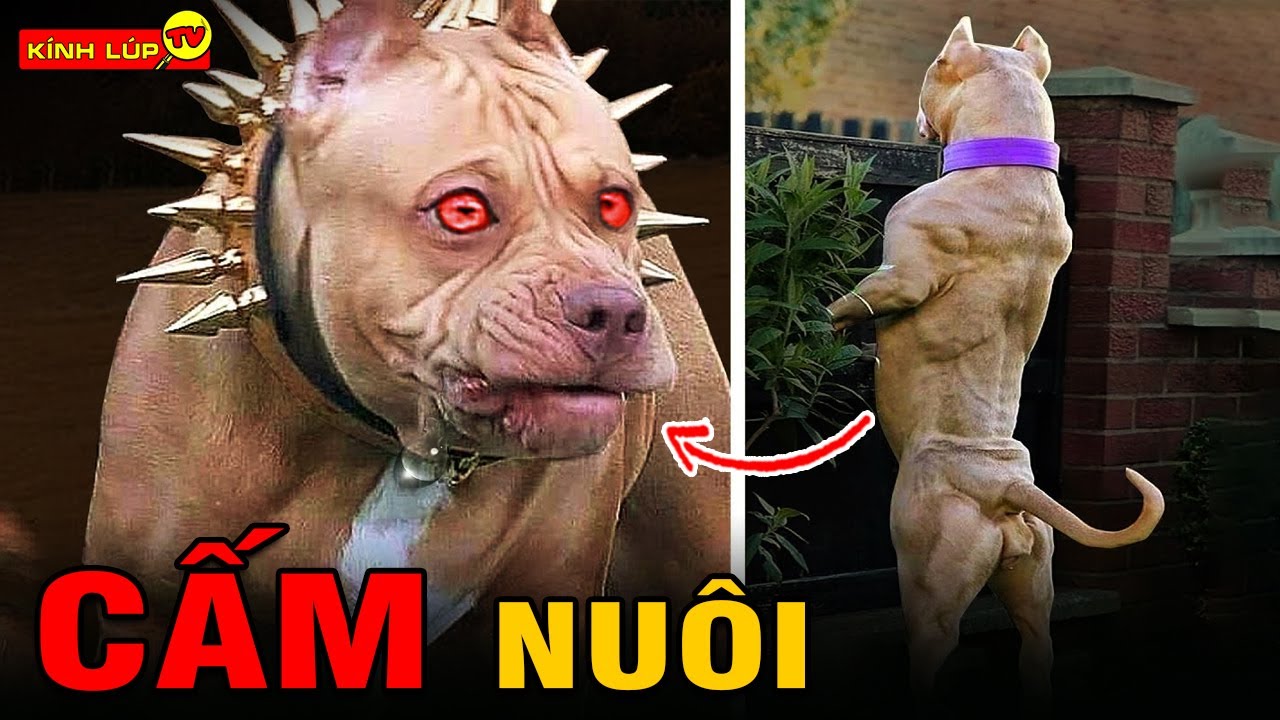 🔥 Làm Thế Nào Khi Bị Chó Đuổi Và Mẹo Cứu Sống Bạn Khi Rơi Vào Tình Huống Oái Oăm Này | Kính Lúp TV