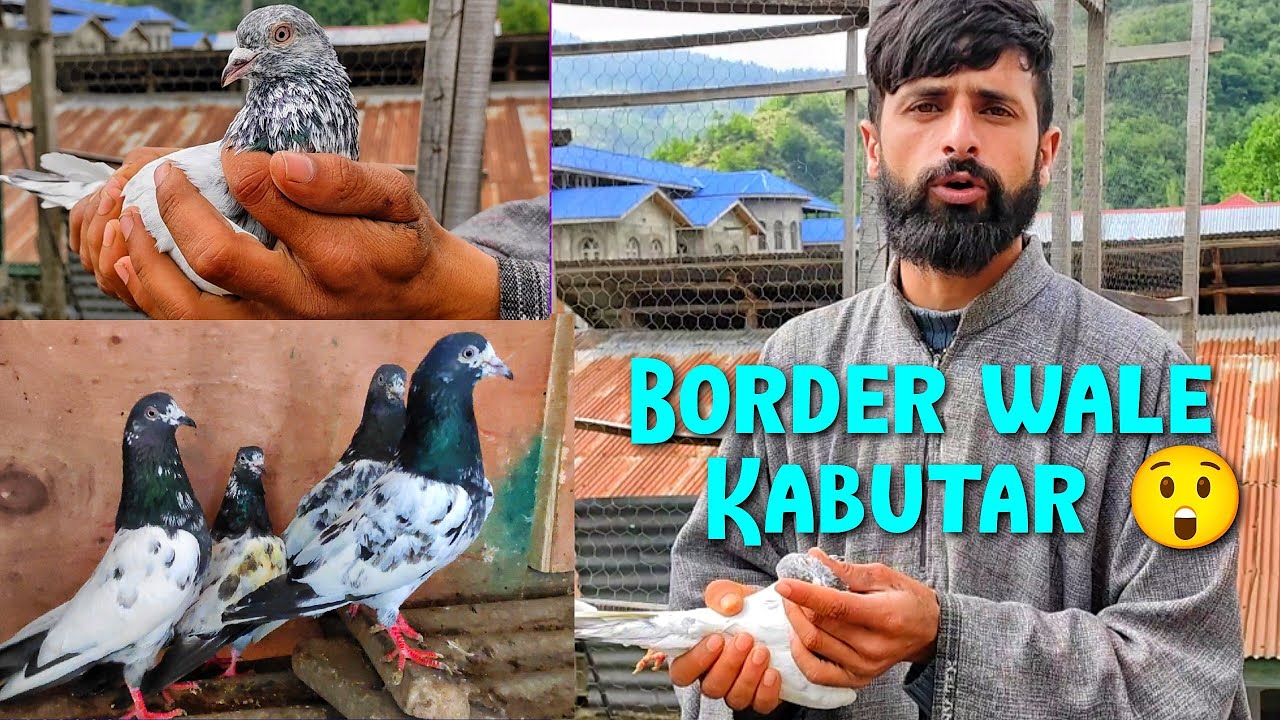 Border wale Kabutar 😲 Aqib Bhai K chatt pe Imran bhai ko Dawat 🤗