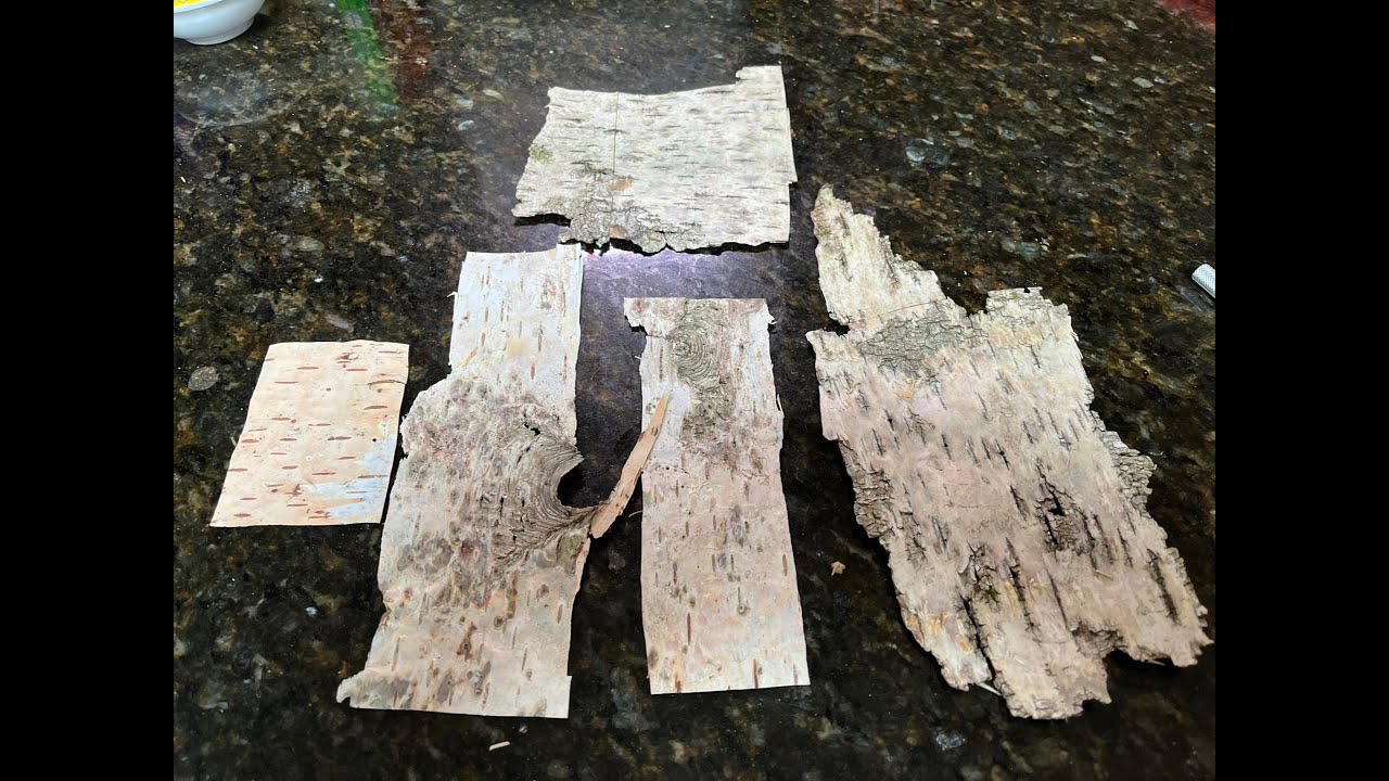 How to Harvest Birch Bark