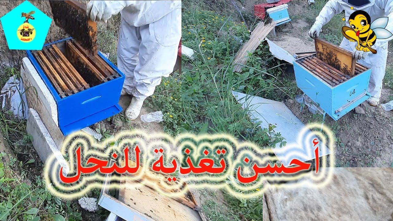 ماهي أحسن تغذية للنحل ( المحلول السكري أم الكاندي )