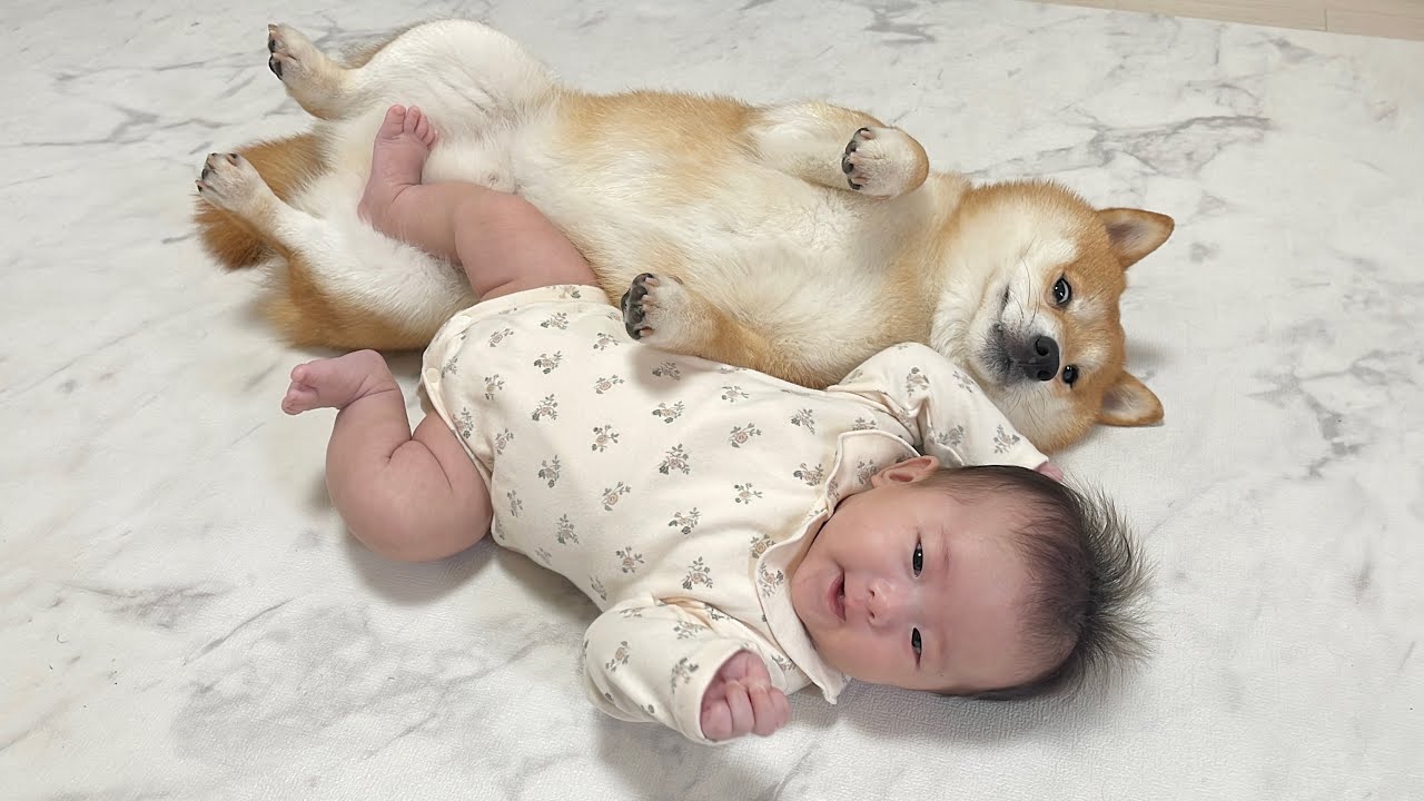 蹴られてしまっても決して怒らず優しく見守ってくれる豆柴が尊すぎました...