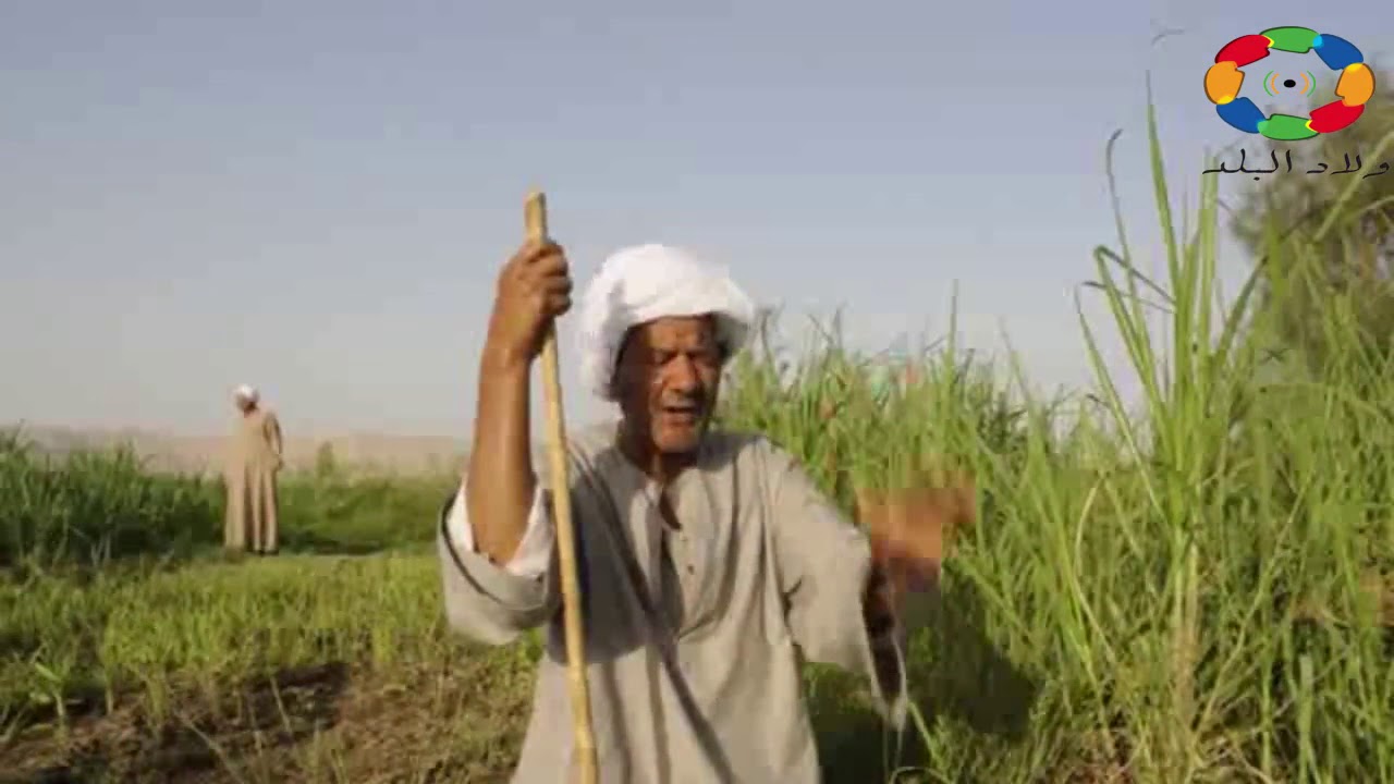 الأقصر بلدنا | ارتفاع ملوحة الأراضي الزراعية بإسنا يهدد 700 فدان بالبوار