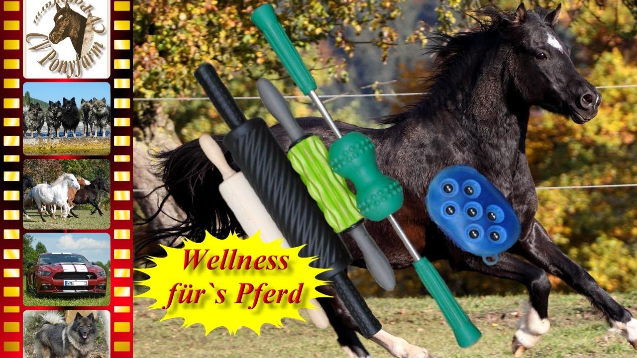 Verspannungen beim Pferd lösen - Faszien und Massagerollen - Therapie für unsere Schulponys