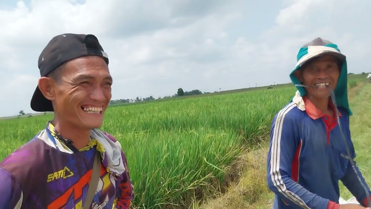 Cara Cepat Panen padi  pakai blower 2026.